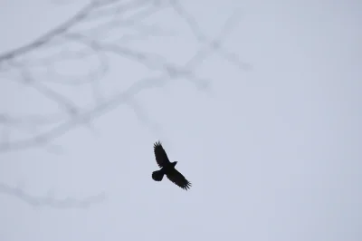 s.....n - Dzisiaj dokarmianie krzyżówek i małe chodzenie po górach gdzie napatoczyl s...