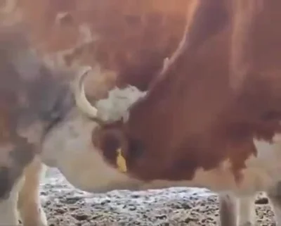 9ada66a7ca8bf7e3 - P--------e perpetuum mobile