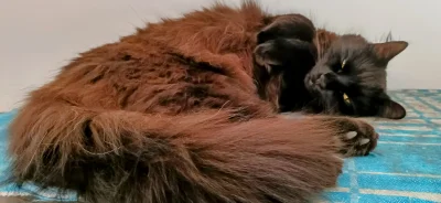 mirkw88d - #pokazkota Czarnuch pod wpływem światła przestaje być czarnuchem. Bez sens...