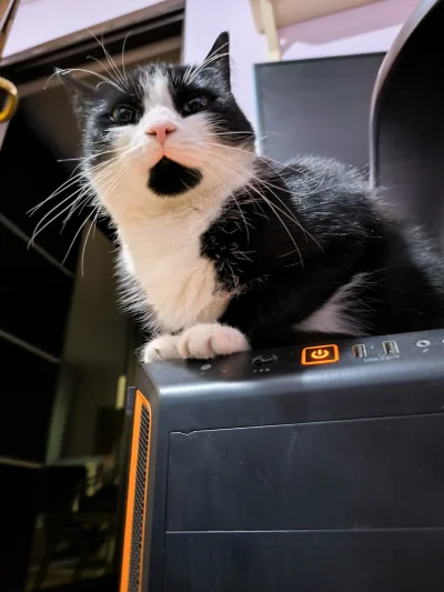 Rosinante - Potężne brodzisko 
#koty #pokazkota