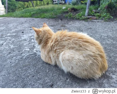 Zwierz33 - Kot 🐈 ma wywalone i żyje na lajcie 🐱 

#przegryw