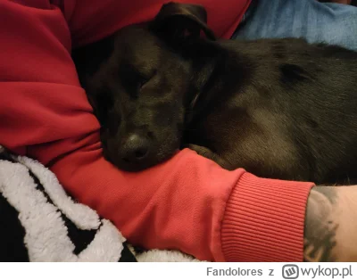 Fandolores - @adisoniusz: