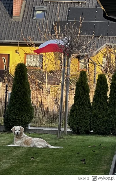 luxpl - #pies #pokazpsa