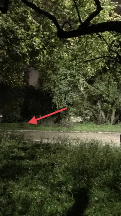 bartlomiejrakowski - @ROSJAZJADA_GUANO Dziki mi wyskoczyły, zacząłem biec do drzewa t...