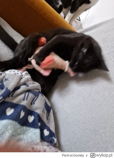 Pietruchoowy - #koty #kitku #pokazkota Kurczak czy 4 sery? 
Kotlecik już zdecydował (...