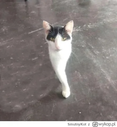 SmutnyKot - #dziwnekotki