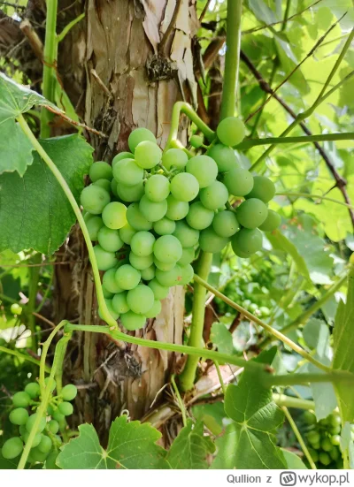 Qullion - @Qullion: winogron owocuje jak szalony