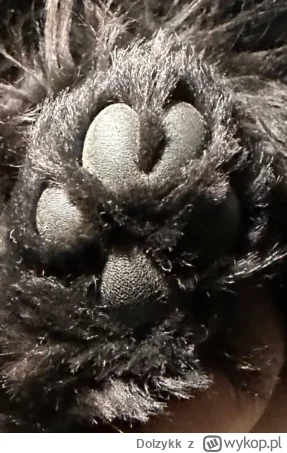 Dolzykk - Zauważyłem u swojego psa pewną anomalię.
Jego opuszki na lapach są ze sobą ...