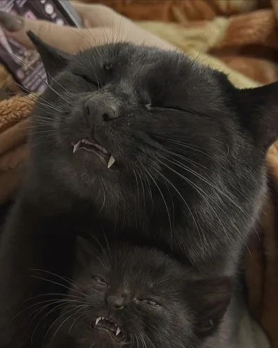 ZdzislawMarchwicki - Podał się do ojca.
#kitku #koty