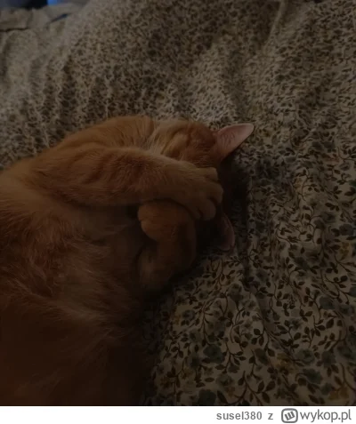 susel380 - On tak samo lubi wstawać rano jak i ja
