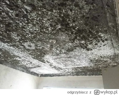 odgrzybiacz - Grzyby pleśniowe w domu i pracy stanowią istotne zagrożenie dla zdrowia...