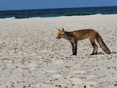 StraznikWiecznosci - @u-kill-u-homo: Widziałem je też na plaży koło Łeby. Były tak be...