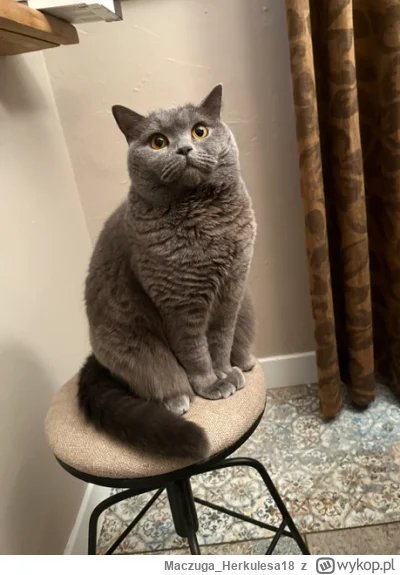 MaczugaHerkulesa18 - @MaczugaHerkulesa18: A to zdjęcie z wczoraj