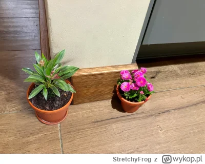 StretchyFrog - @maybe: postaw tam jakieś kwiatki to nie będzie widać