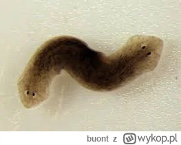 buont - > Planarian - robak który potrafi regenerować ciało, gdy zostanie pocięty

Ja...