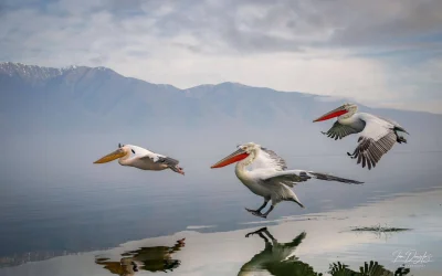 Lifelike - Pelikan kędzierzawy (Pelecanus crispus)
Autor
#photoexplorer #fotografia #...