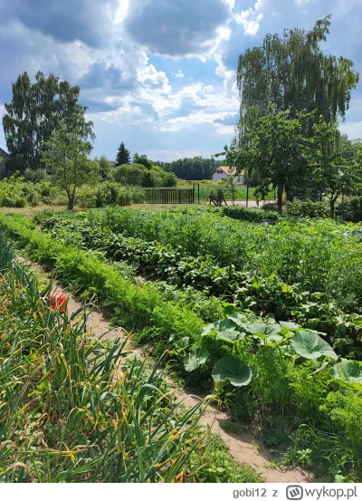 gobi12 - Warzywniak w ostatnich dniach czerwca :) 

#wies #warzywa #ogrod #ogrodnictw...