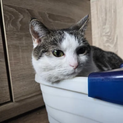 Solsith - #pokazkota #spaslak odpalaj człowiek ( ͡° ͜ʖ ͡°) ( to machina do stóp )( ͡°...