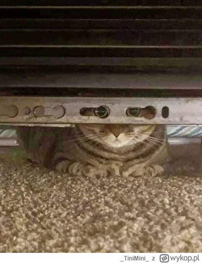 TiniMini - #koty