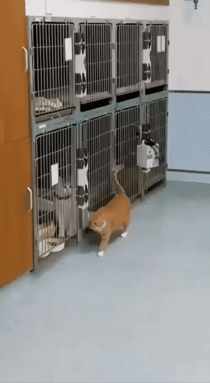 jestemtakizmeczony - żeby wkraść się w łaski klawisza trzeba mu odstąpić trochę karmy