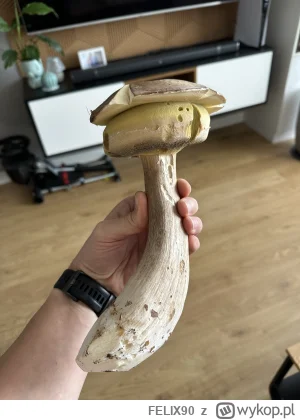 FELIX90 - Prawdziwek w kapeluszu xD. 

Jakiś zmutowany się trafił 

#grzyby #grzybobr...