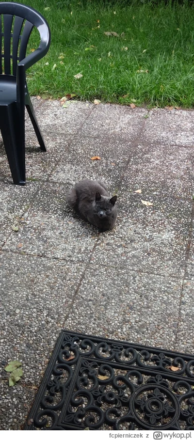 fcpierniczek - Ale dziwny kurczak #koteczkizprzypadku #koty
