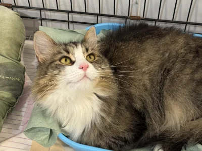 schroniskowekotki - @schroniskowekotki: