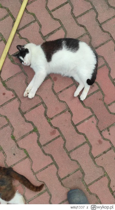 wilq1337 - Debil bez szyji
#koty #pokazkota