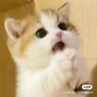 paczelok - na kamieniu siedzę i filozofuję #paczekot #spiewajzwykopem