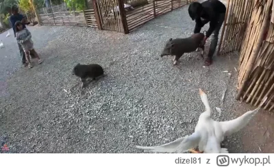 dizel81 - Nieudana ucieczka wieźniów z KL Klapken-Hausen:)
#raportzpanstwasrodka