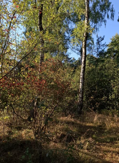 Gontyn- - #przegryw #spierdotrip