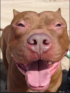 luke-mat - Jakie to jest brzydkie w ch...
#psy #psiarze