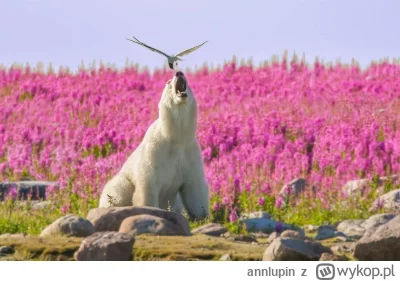 annlupin - ja do spanka uciekam dobranoc albo miłego dnia dla was