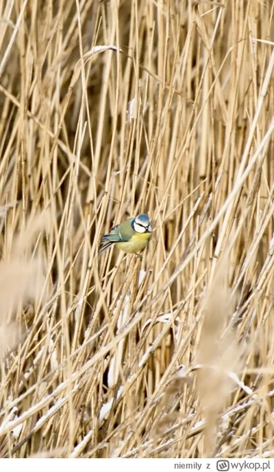 niemily - @okoniaczek poprawiłem