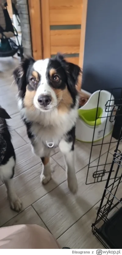 Blaugrana - Wykop srykop, daj żreć! #pieseły