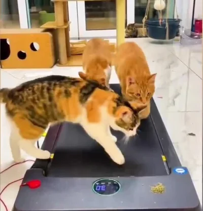 camion - ide ide spać dobranoc #koty