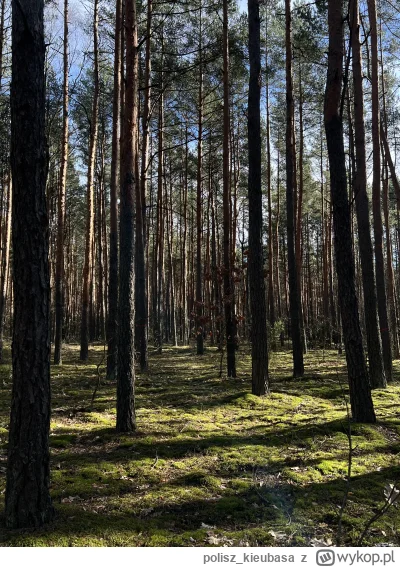 polisz_kieubasa - w niedzielę bylem w lesie. chciałbym znowu być w lesie #las