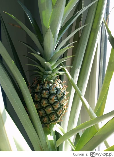 Qullion - Domowe uprawy
#ogrodnictwo