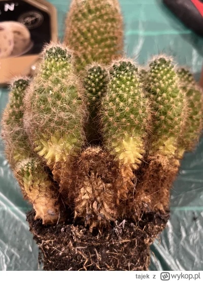 tajek - Miraski pytanko mam, chcę porozdzielać kaktusa który za długo się kisił w mał...