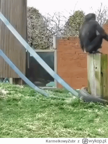 KarmelkowyZubr - @Basiura89: