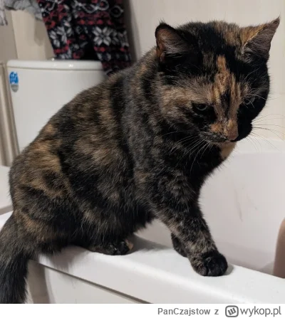 PanCzajstow - pozdrawiamy