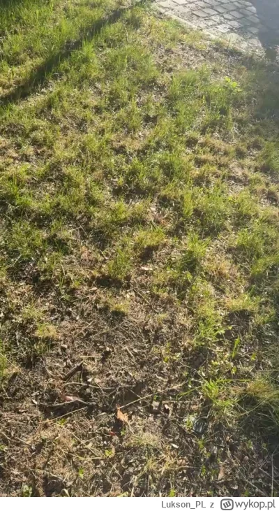 Lukson_PL - Jakby ktoś nie śledził tematu, to dzisiaj ćpun robi r--------l w szpitalu...