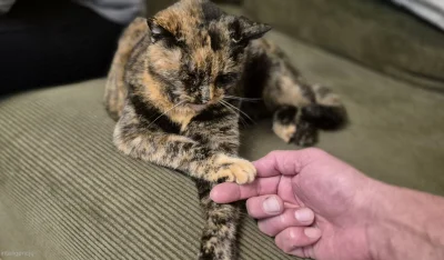 damek - #koty #kilku #pokazkota #pasja