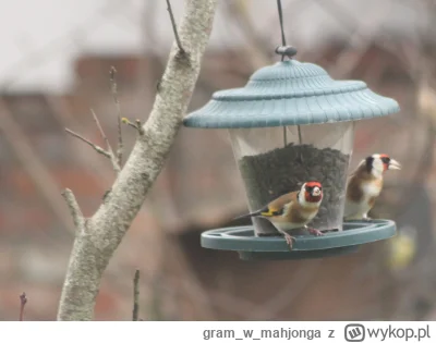 gramwmahjonga - #ptaki #dokarmianieptakow
Szczygły przyleciały!