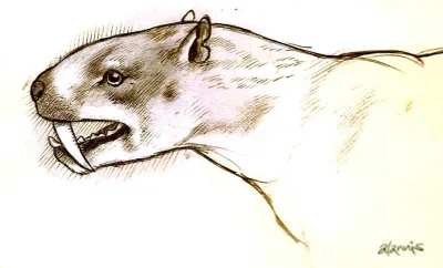 CulturalEnrichmentIsNotNice - Machaeroides, rodzaj wymarłego ssaka z rzędu kreodontów...