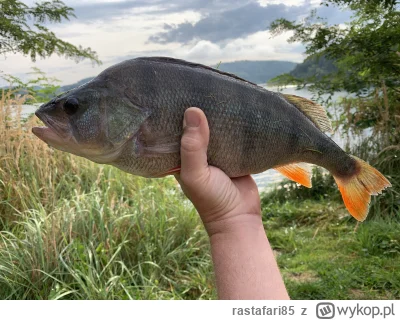 rastafari85 - Zmniejszyłem ambicje i przestawiłem się na okonie ( ͡° ͜ʖ ͡°) i wpadł 4...