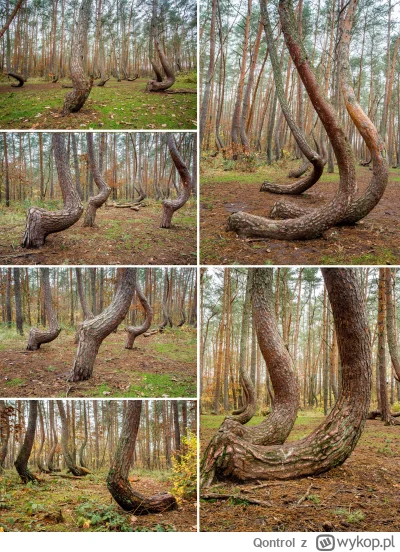 Qontrol - Pamiętacie ten słynny na cały świat krzywy las w PL? 

Teraz patrzę, mam co...