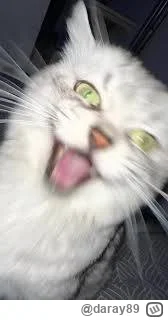 daray89 - #codziennykotopetany #dziwnekotki