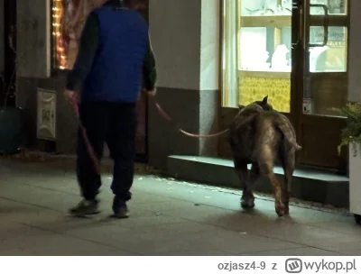 ozjasz4-9 - Duży piesek bez kagańca
#psy #psiarze