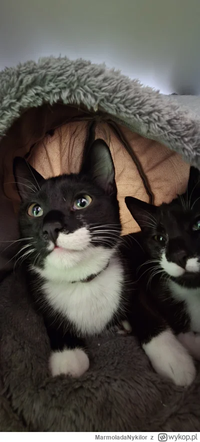MarmoladaNykilor - #pchelkafanclub #kot